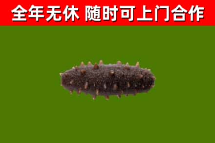 莲花烟酒回收干海参.jpg